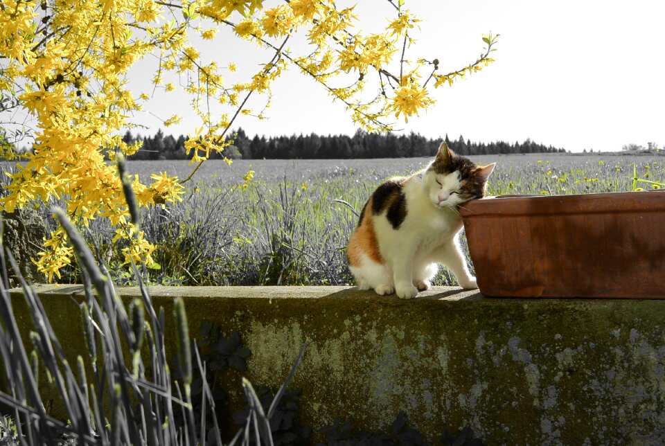 Branch spring blossom relaxation