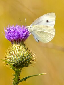 Insect nature animal
