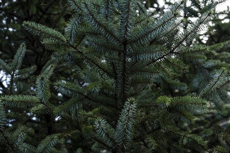 Color conifer coniferous photo