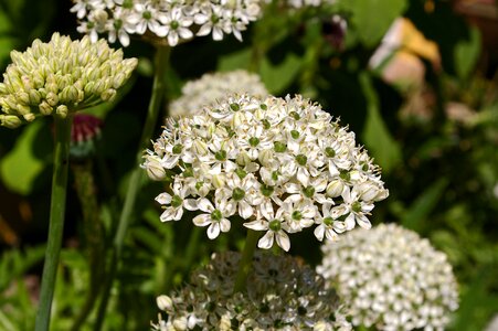 Bloom nature schnittblume photo