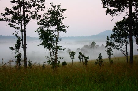 Morning wild mist