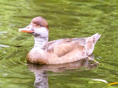 Water bird nature animal