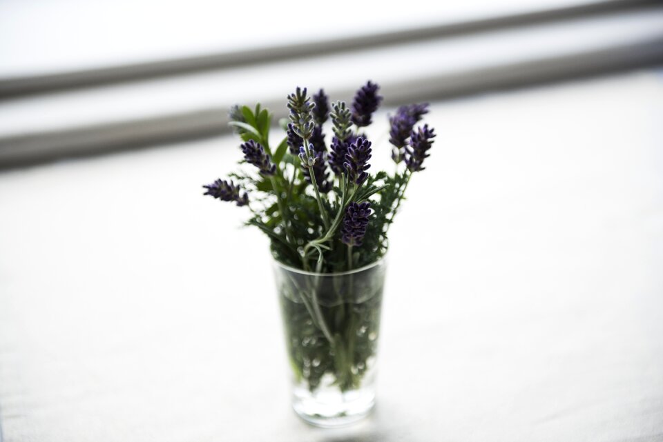 Flora flowers plant
