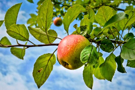 Apple sky fruit photo