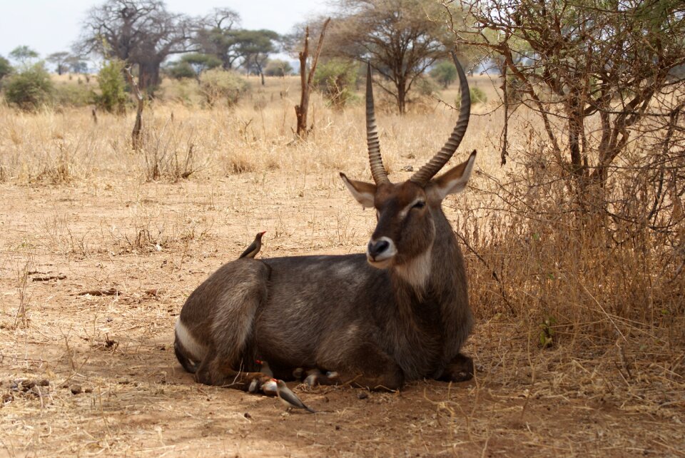 Wild wildlife safari