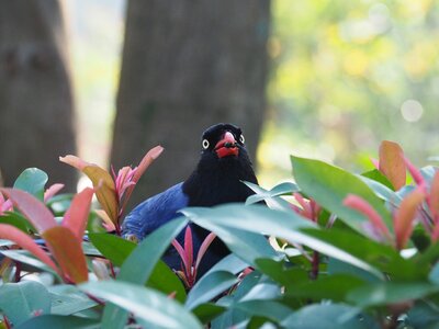Long-tailed mountain mother eat fruit taiwan