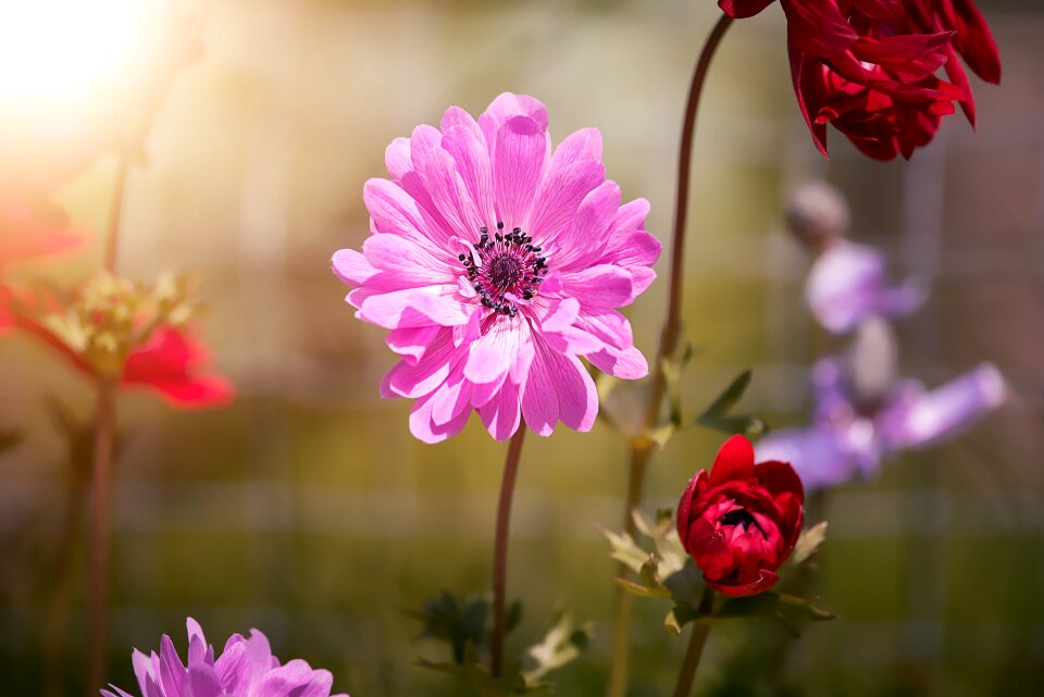 Blossom bloom pink flower