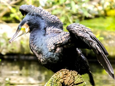 Water bird nature animal photo