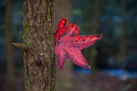 Fall leaf maple photo