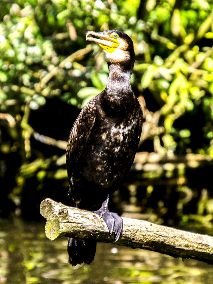 Water bird nature animal photo