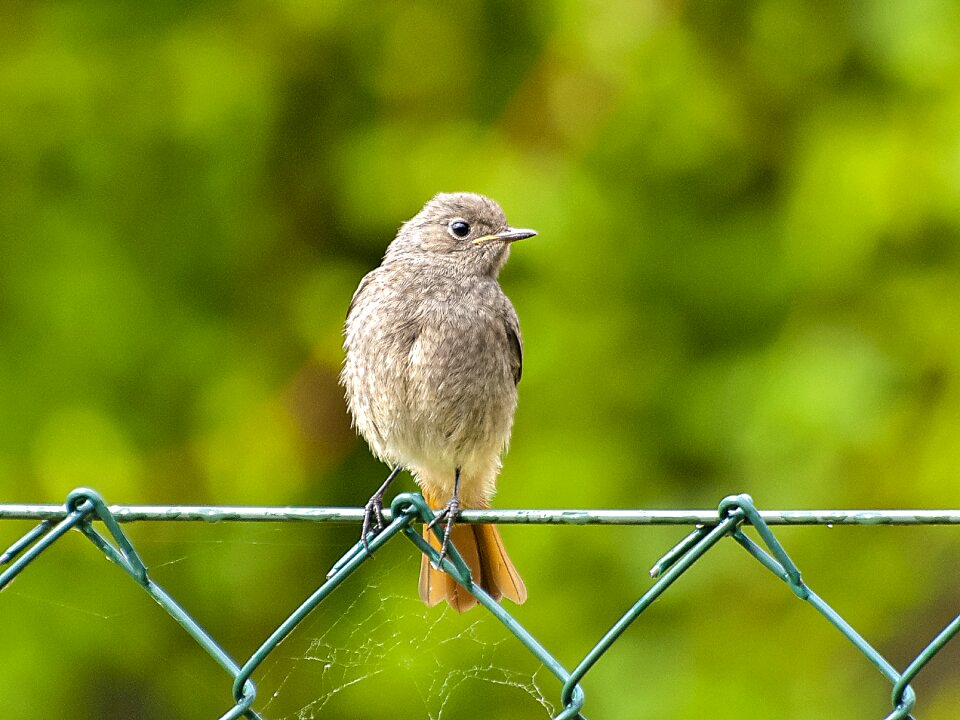 Garden bird bird nature
