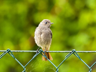 Garden bird bird nature photo