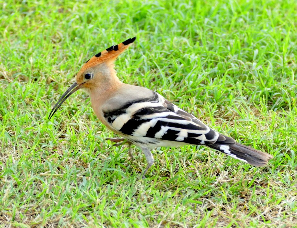 Breeding bird nature animal