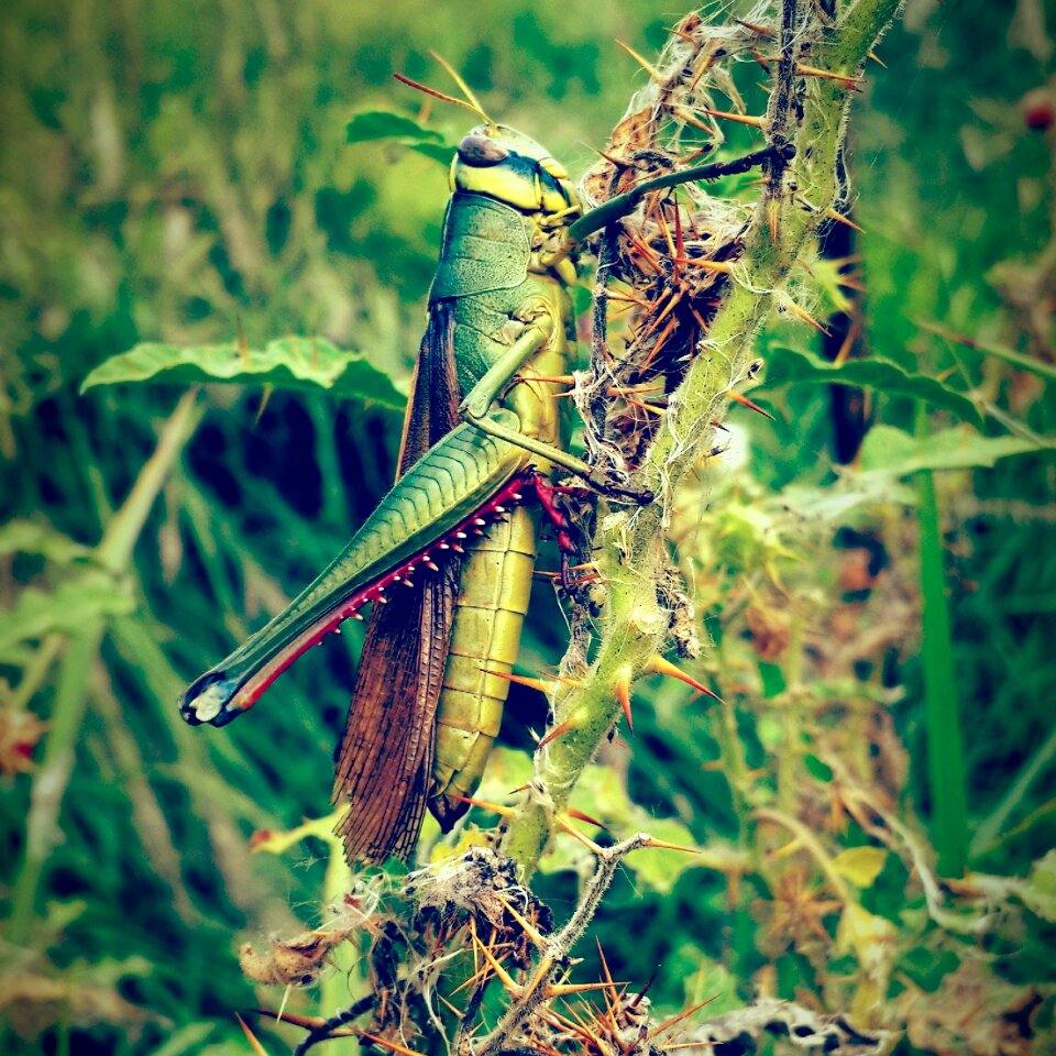 Flora grass grasshopper