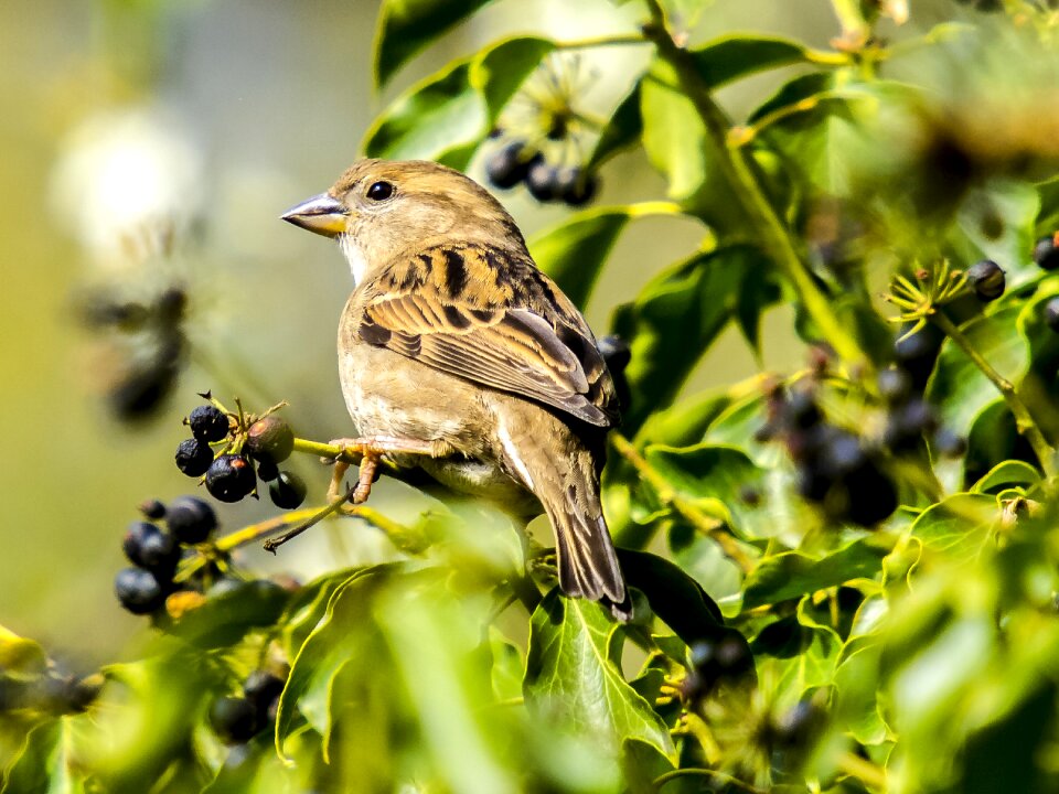 Songbird garden bird bird