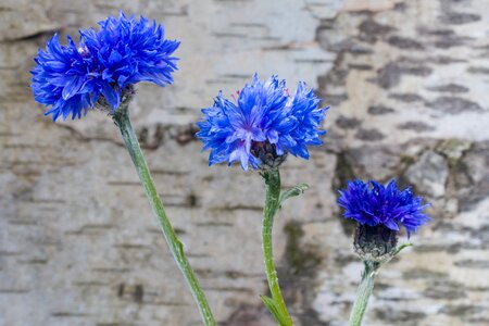 Flower blue wild flower photo