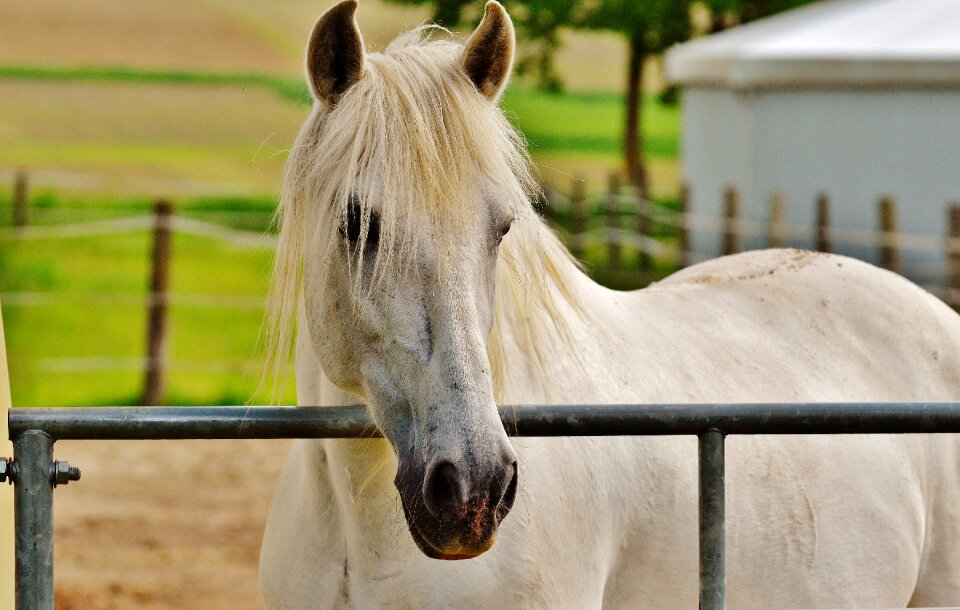 Eat paddock white