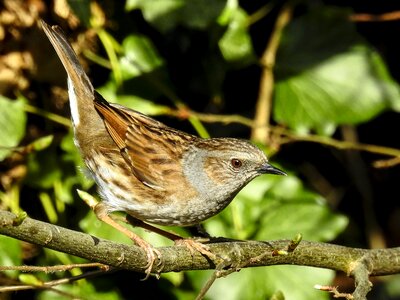 Bird nature animal photo