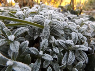Gel frost nature photo