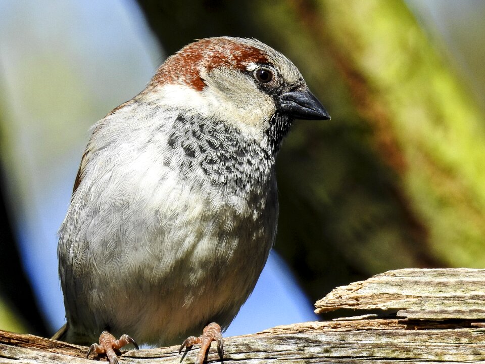 Songbird garden bird bird