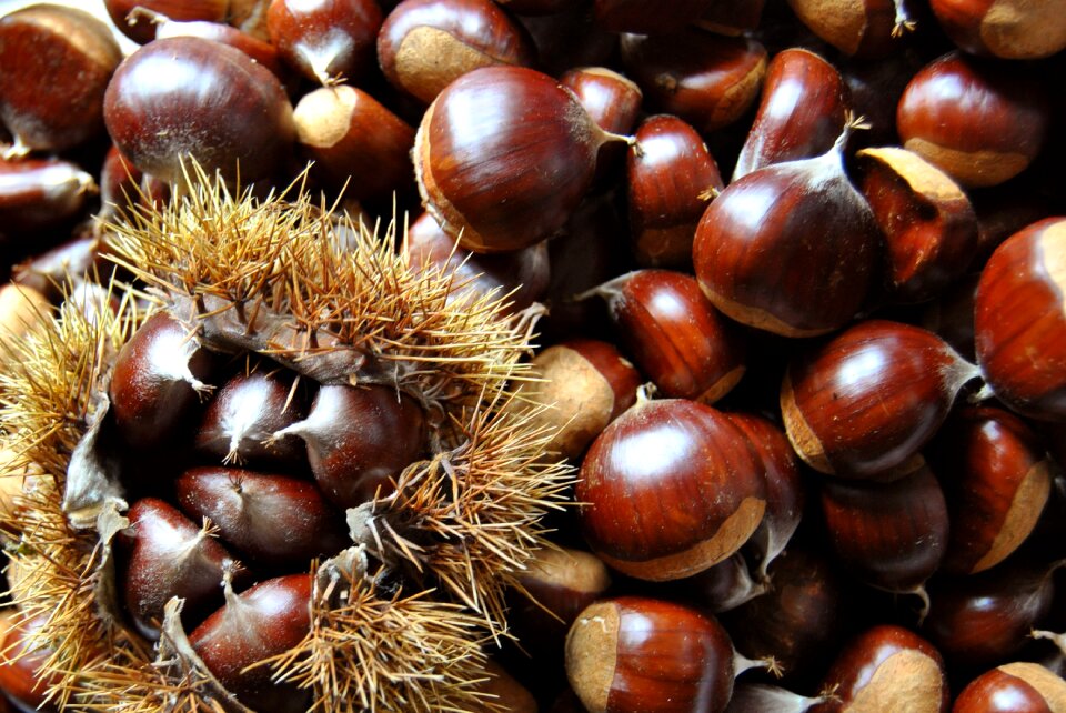 Food season brown food