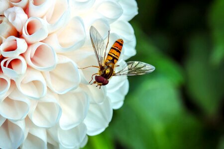 Fly mist bee nectar search