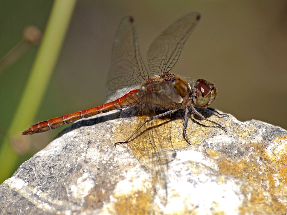 Insect nature animal