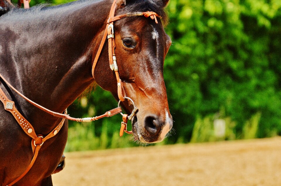 Eat paddock brown