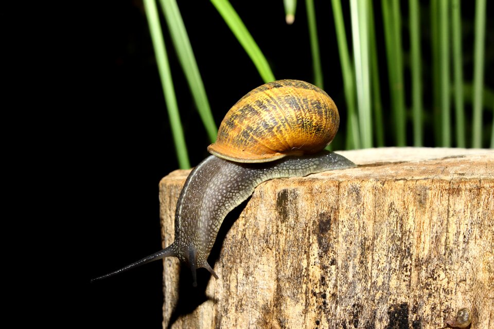 Animals shell forest