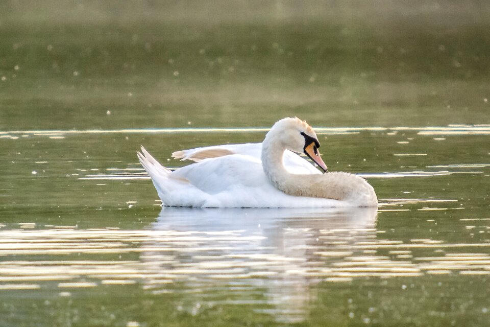 Water bird nature animal photo