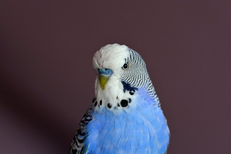 Pets close up blue