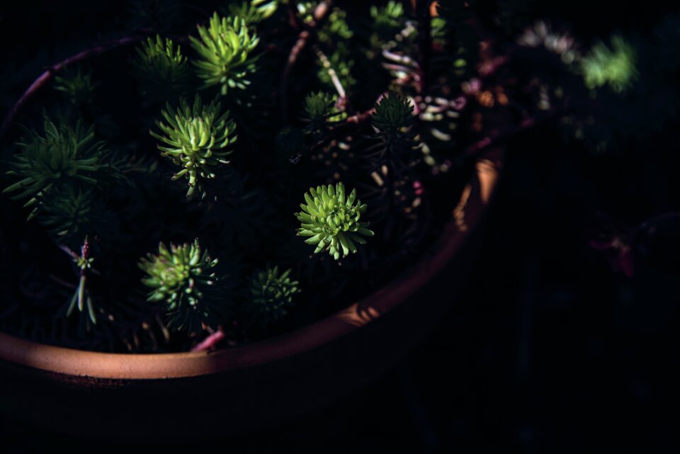 Decoration environment evergreen