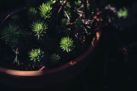 Decoration environment evergreen