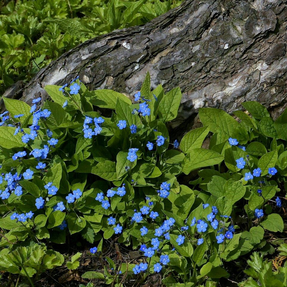Nature close up plant