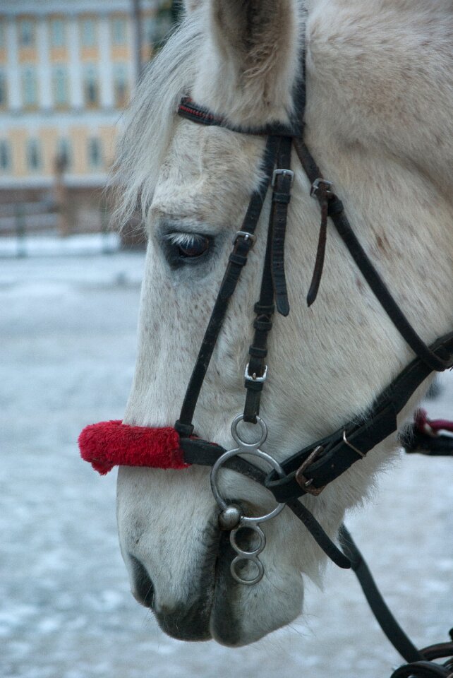 Horse harness equestrian
