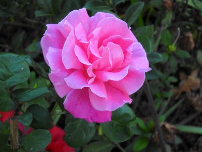 Flower color pink environment nature