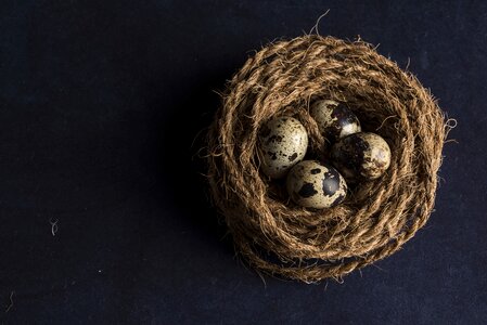 Eggs food little