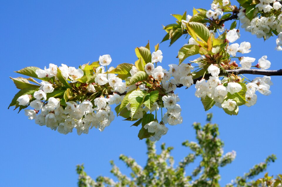 Flowering trees white garden