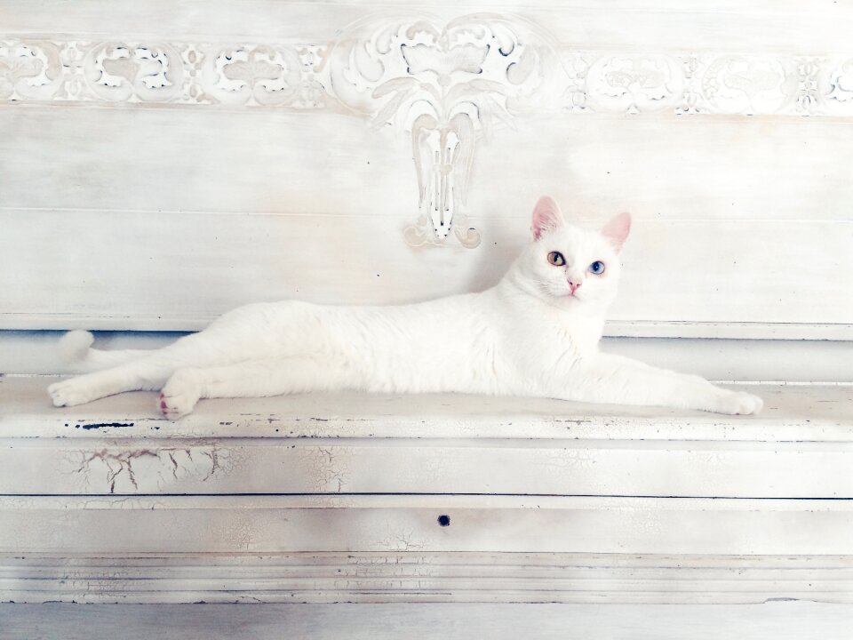 Cute feline pet