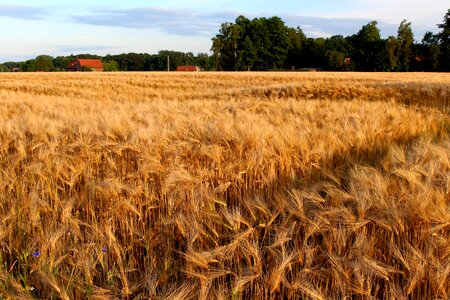 Grain ear field