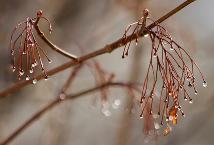 Plant tree shine