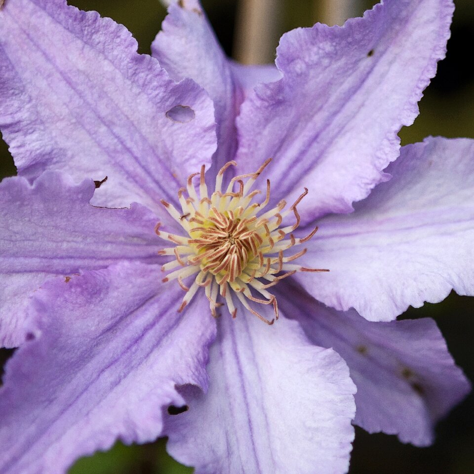 Flora purple bloom