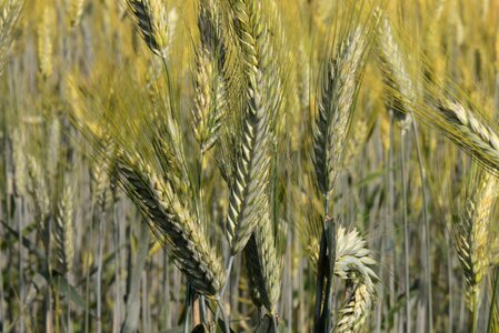Ears of corn cereals cornfield
