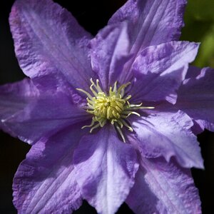 Flora purple bloom