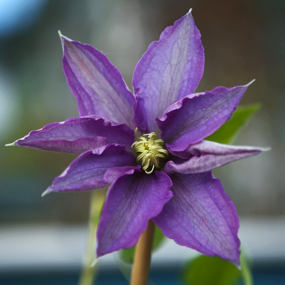 Flora purple bloom