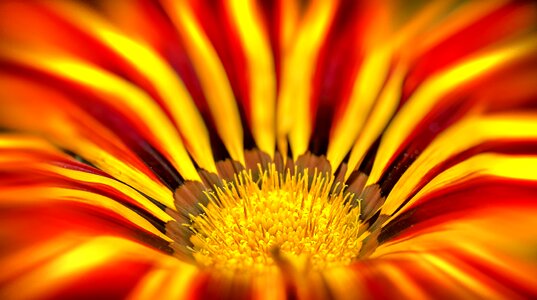 Gold noon yellow macro