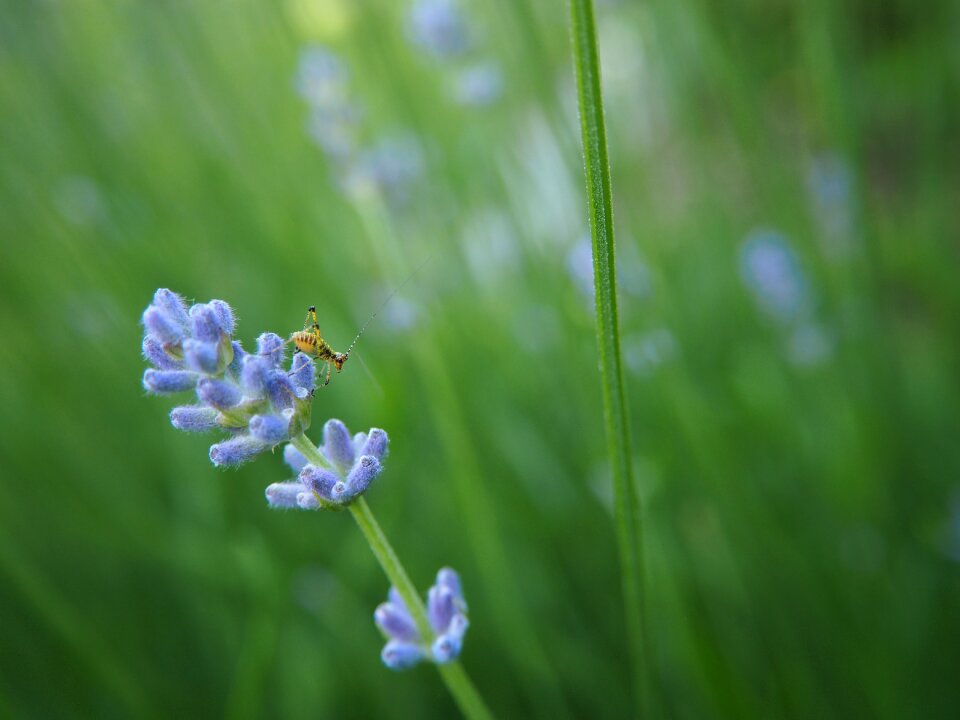 Flower insect garden photo