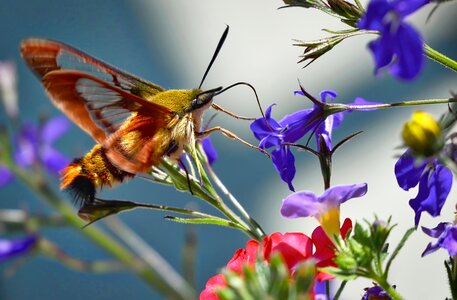 Sphinx hummingbird colors garden photo