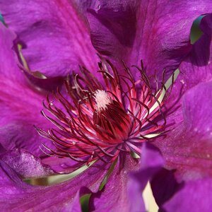 Flora purple bloom photo