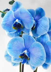 Colored floral flower